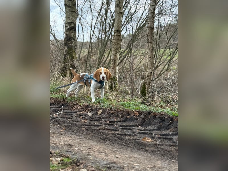 Pippa - Kleine Beagle-Mix Hündin sucht ein Zuhause