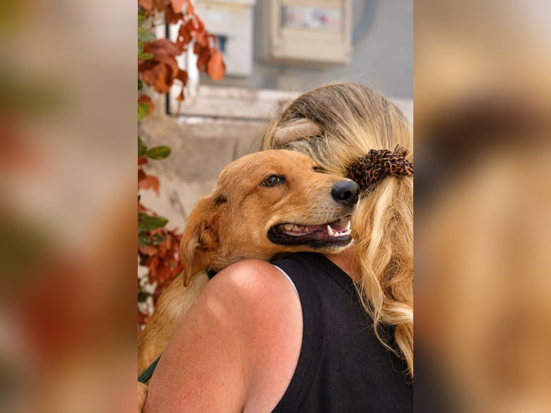 Ayla - Lebesnfrohes Hundemädchen sucht ihr Für-immer-Körbchen