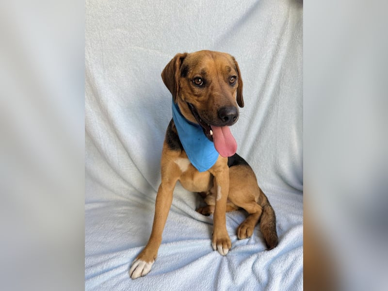 Ash - Sensibler Hundejunge sucht verständnisvolles Zuhause!