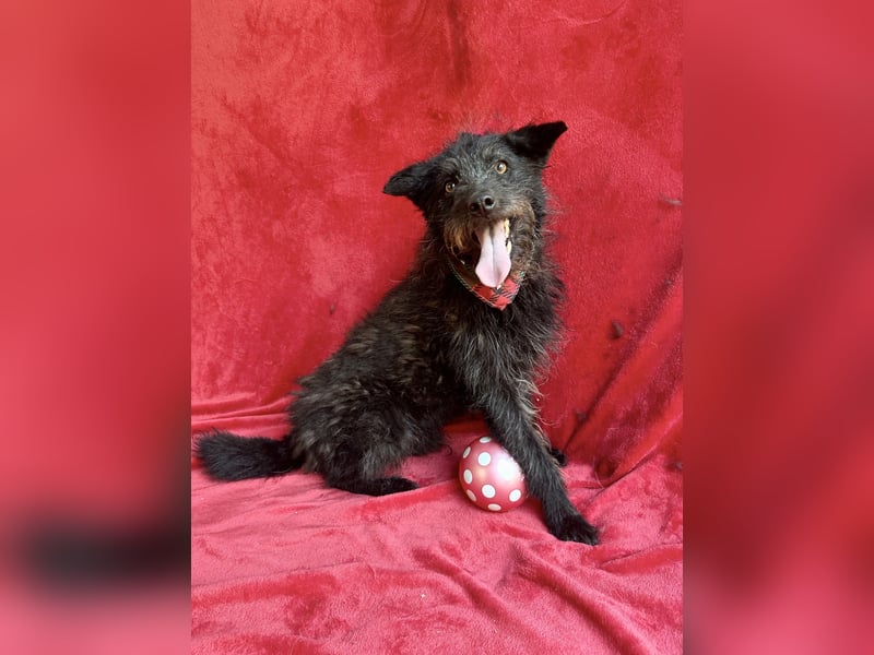 Birs - Fröhlicher Kuschelhund, der seine zweite Chance so sehr verdient hat!