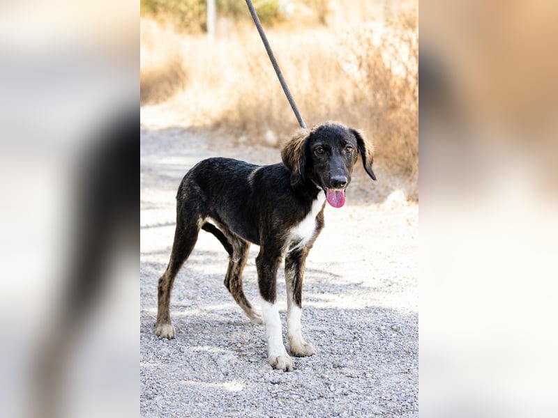 Hazel - Sanftes Welpenmädchen sucht ihr Für-immer-Zuhause