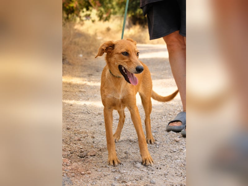 Ayla - Lebesnfrohes Hundemädchen sucht ihr Für-immer-Körbchen