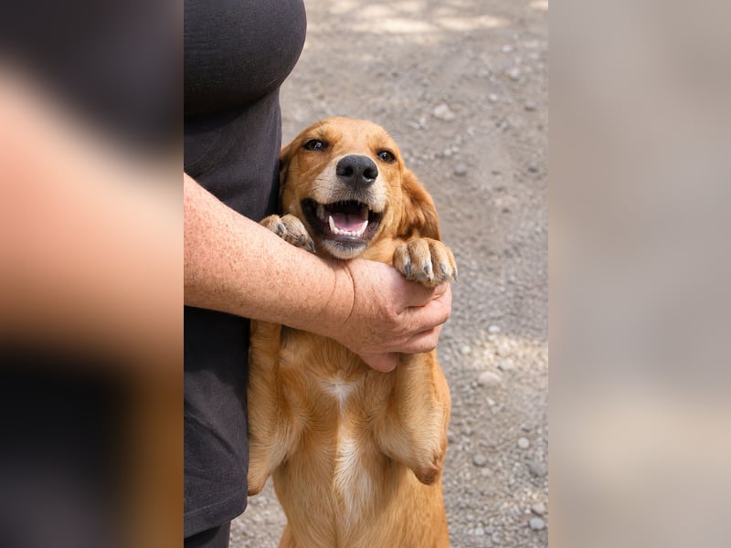 Ayla - Lebesnfrohes Hundemädchen sucht ihr Für-immer-Körbchen