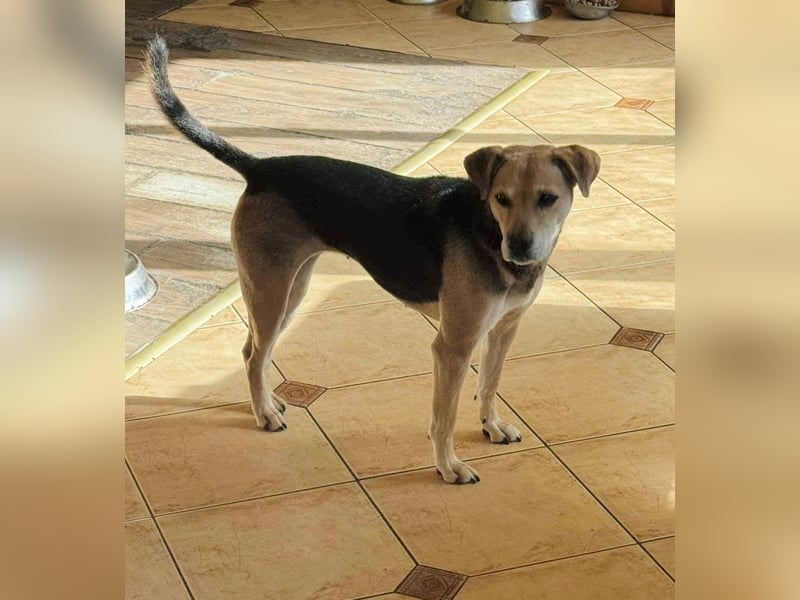 Linda- Sanfte Seele auf vier Pfoten