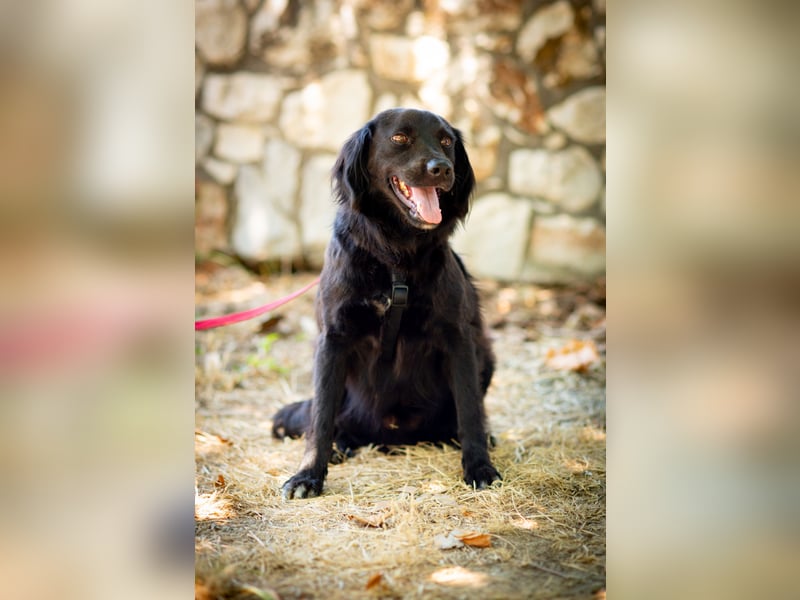 Rio - Sanfte Seele sucht ihr Für-immer-Zuhause