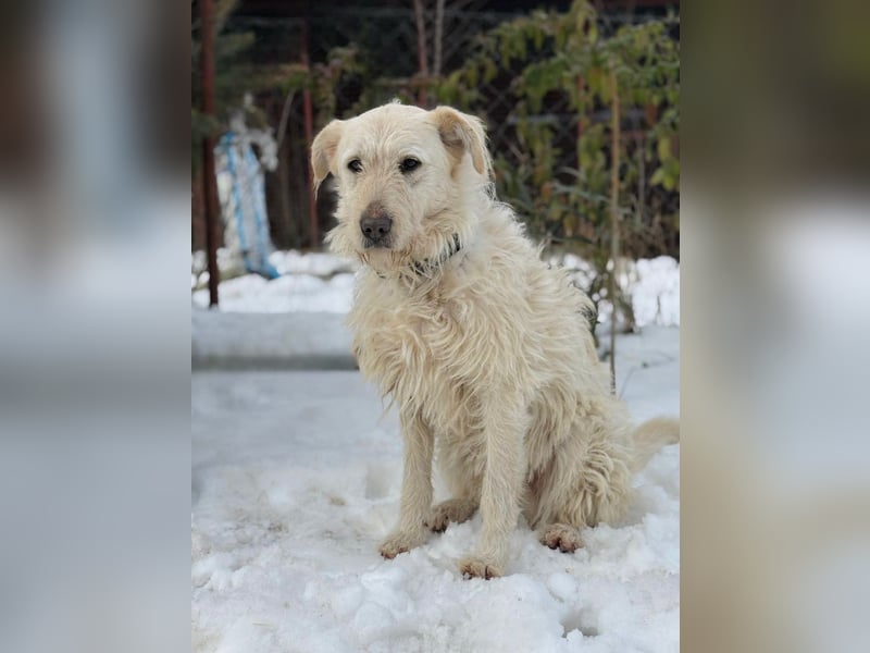 Andon - liebevolle Seele auf der Suche nach seinen Menschen!