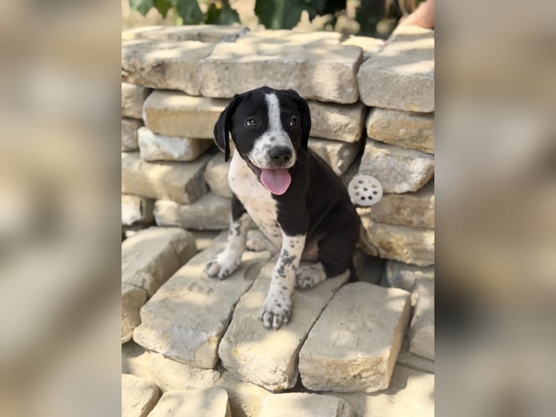 Onyx Fröhlicher kleiner Welpe sucht sein Für-Immer-Zuhause!
