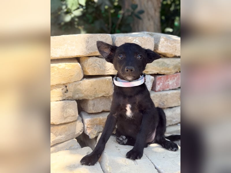 Lola (Larett) Liebe, junge Welpin sucht ihre Herzensmenschen!