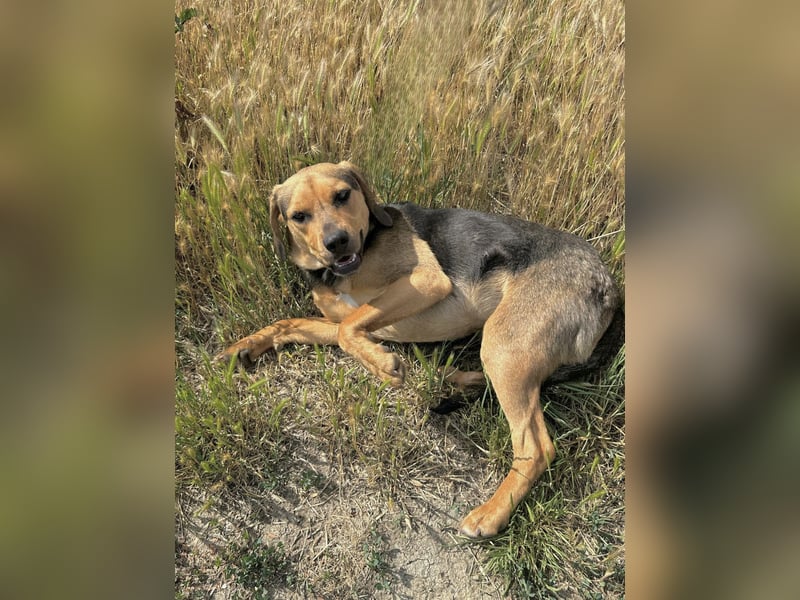 Rowan - Hübscher Hundebub sucht seine Familie!