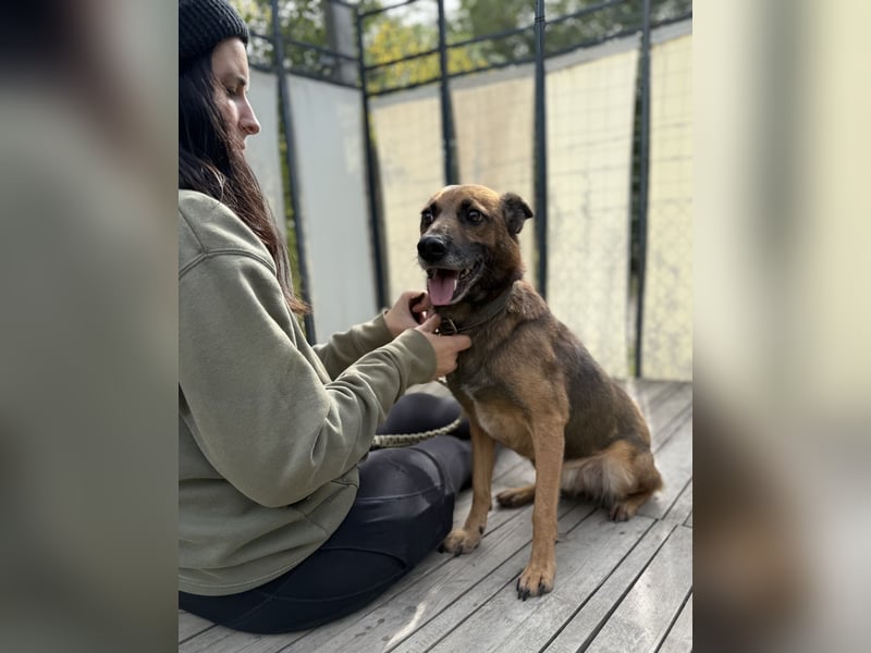 Marlon -Freundlicher, menschenbezogener & aktiver Rüde