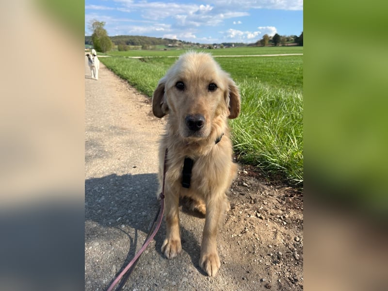 Chopper - selbstbewusster Goldie-Mix sucht seine Familie *in 86685 Huisheim*