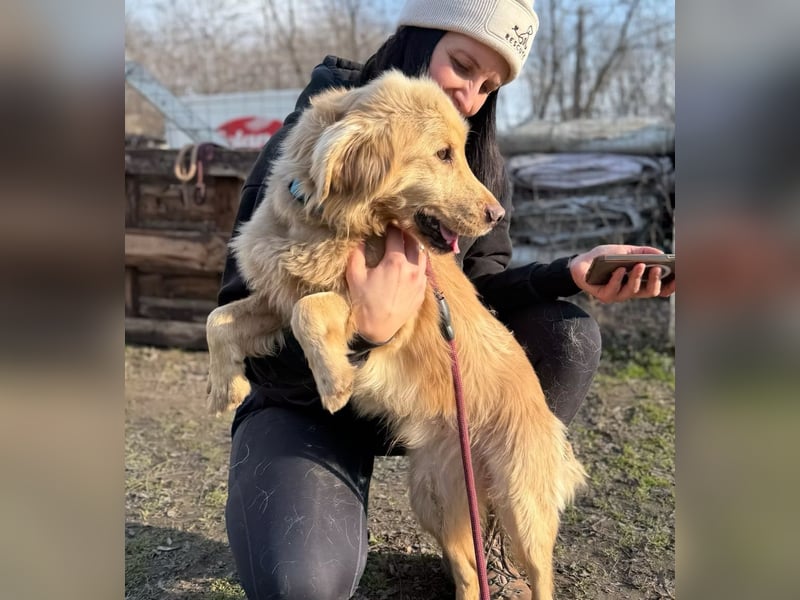 Alfi - Goldiger Rüde sucht sein Für-immer-Zuhause