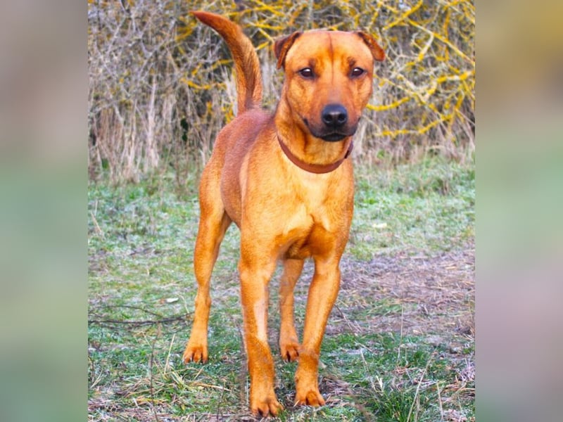 Zerind -Sensibler, freundlicher Rüde sucht seine Menschen!