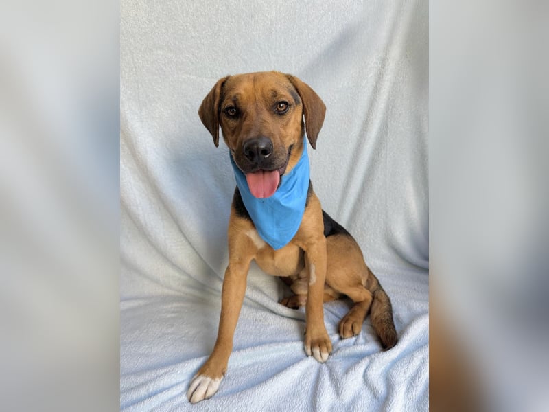 Ash - Sensibler Hundejunge sucht verständnisvolles Zuhause!