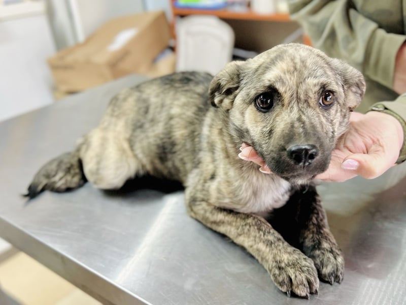 Villi - Junger Mischlingsrüde sucht seine Familie