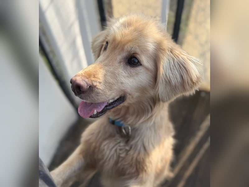 Alfi - Goldiger Rüde sucht sein Für-immer-Zuhause