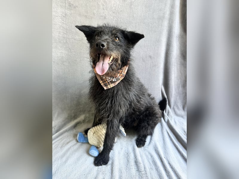 Birs - Fröhlicher Kuschelhund, der seine zweite Chance so sehr verdient hat!