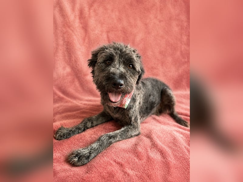 Cody - Sensibler Rüde sucht einfühlsames Zuhause