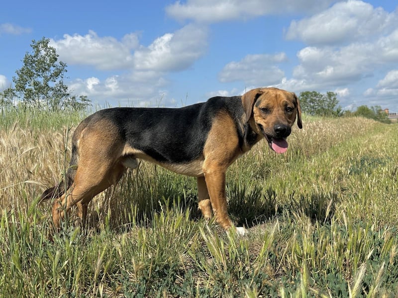 Ash - Sensibler Hundejunge sucht verständnisvolles Zuhause!