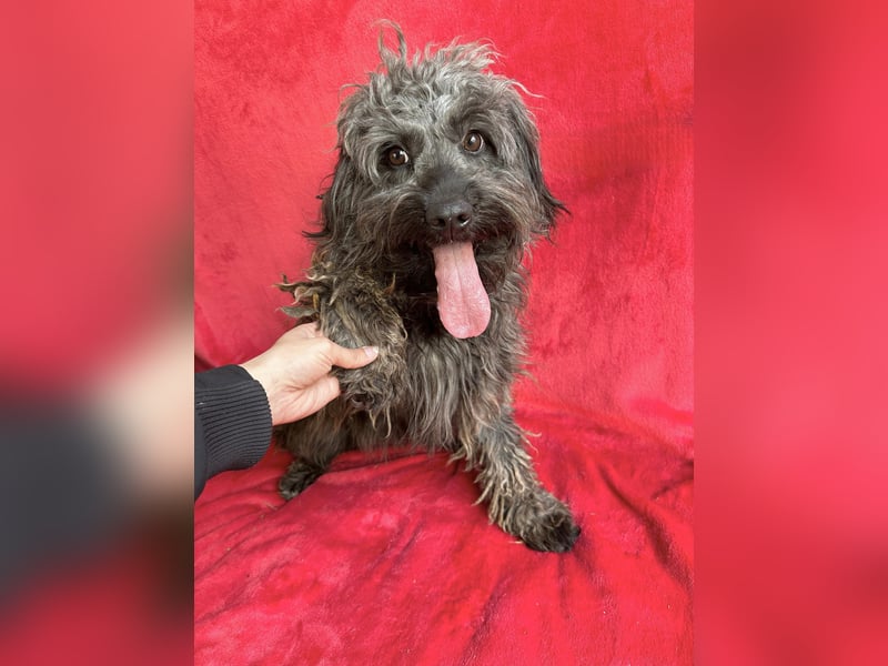 Ella - Sensible Hündin sucht einfühlsames Zuhause