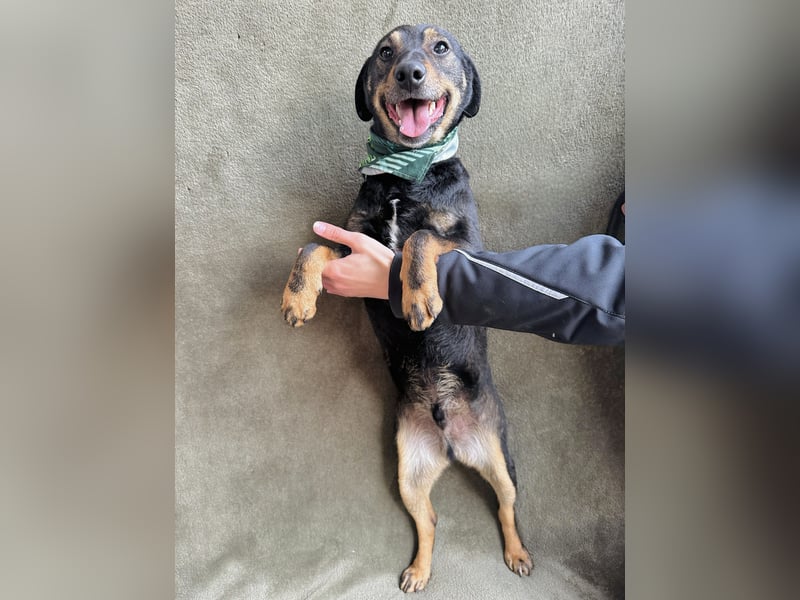 Kurby - Lebensfroher Rüde sucht aktive Menschen!