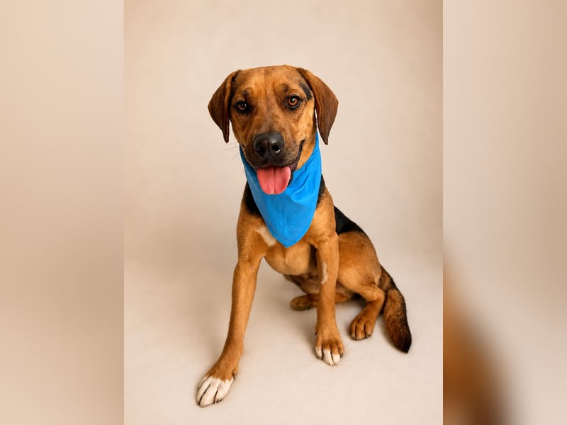 Ash - Sensibler Hundejunge sucht verständnisvolles Zuhause!
