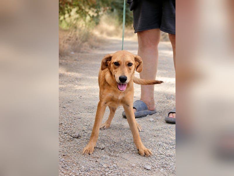 Ayla - Lebesnfrohes Hundemädchen sucht ihr Für-immer-Körbchen