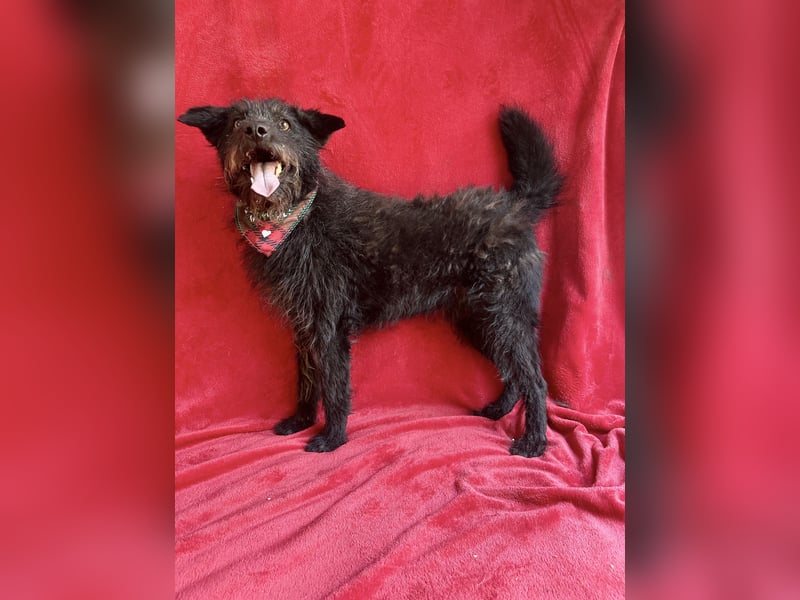 Birs - Fröhlicher Kuschelhund, der seine zweite Chance so sehr verdient hat!