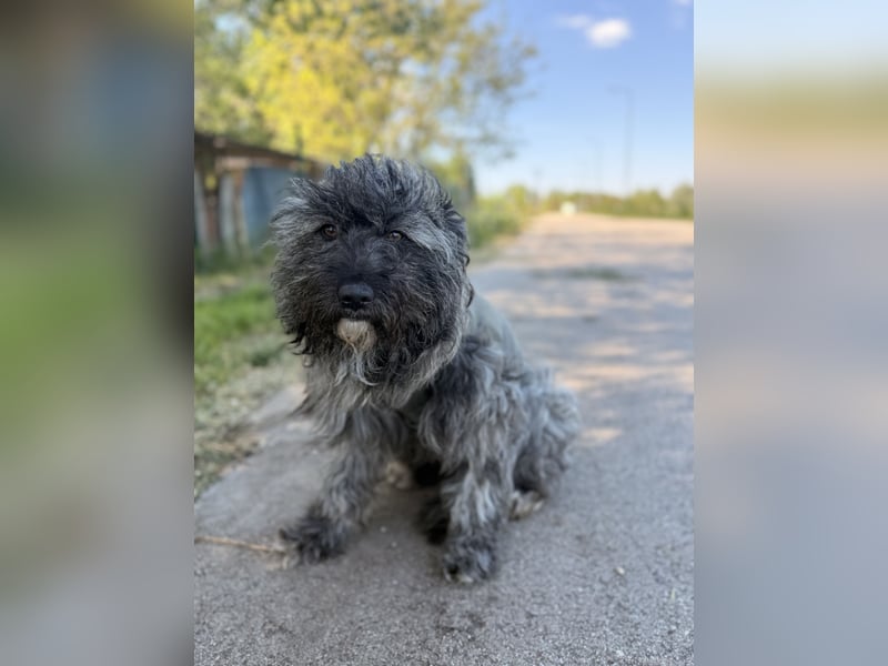Ella - Sensible Hündin sucht einfühlsames Zuhause