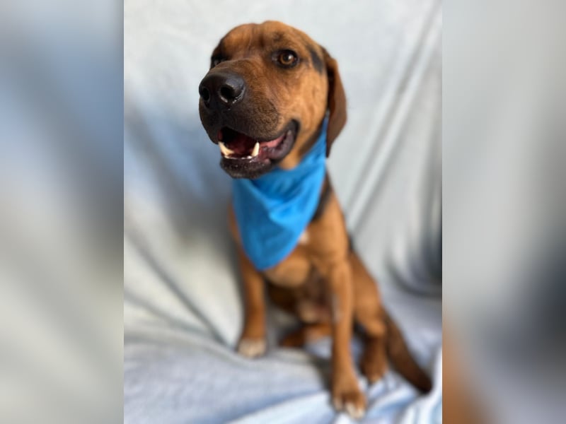 Ash - Sensibler Hundejunge sucht verständnisvolles Zuhause!