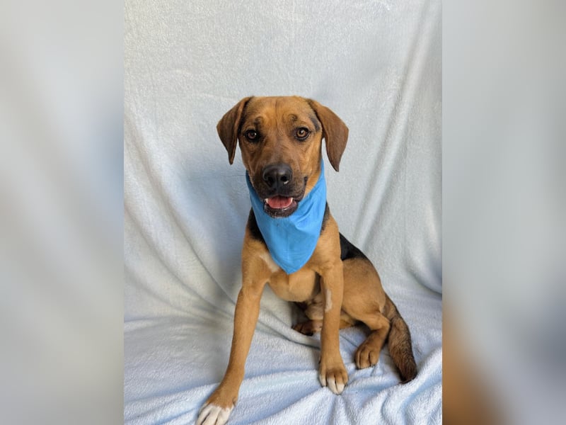 Ash - Sensibler Hundejunge sucht verständnisvolles Zuhause!