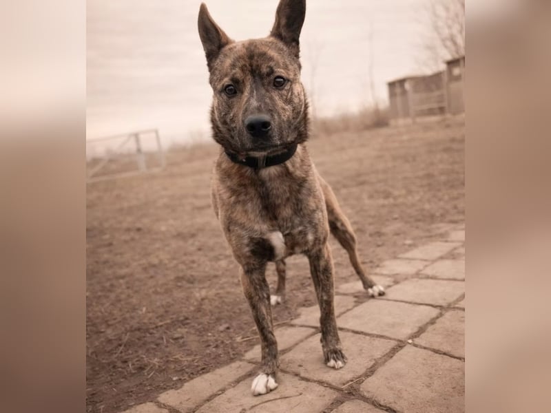 Ryzen - Zurückhaltender Herzenshund bereit für sein neues Leben