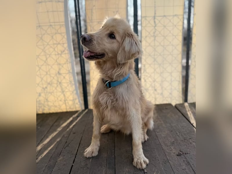 Alfi - Goldiger Rüde sucht sein Für-immer-Zuhause