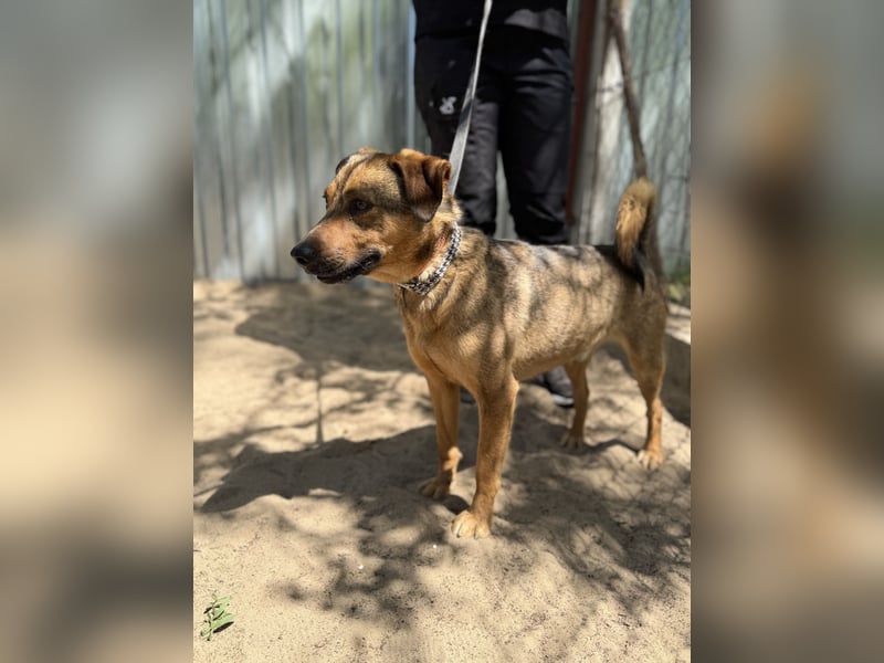 Prometeusz Sensibler Hund sucht Menschen mit Geduld und Herz