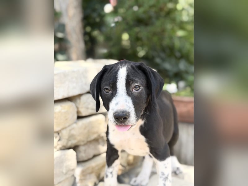 Onyx Fröhlicher kleiner Welpe sucht sein Für-Immer-Zuhause!