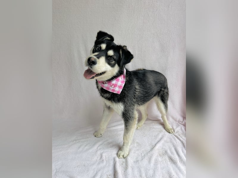 Timur (Trappista) - Menschenbezogener Wirbelwind sucht sein Zuhause