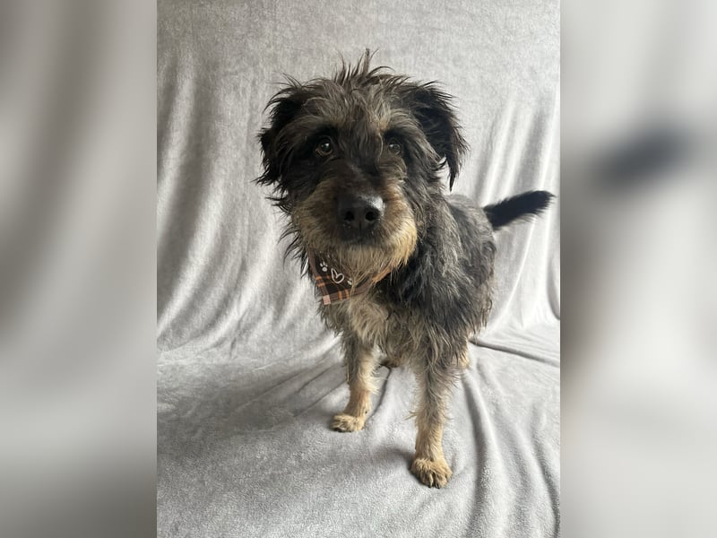 Benji- Freundlicher, ruhiger Rüde - rundum verträglich