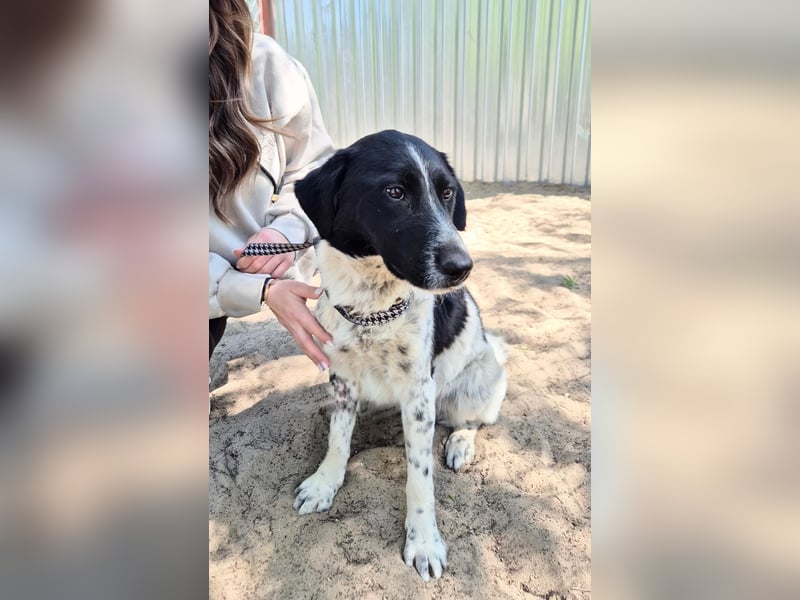 Gustav (Gaston) Aktiver Herzenshund sucht seine Menschen fürs Leben!