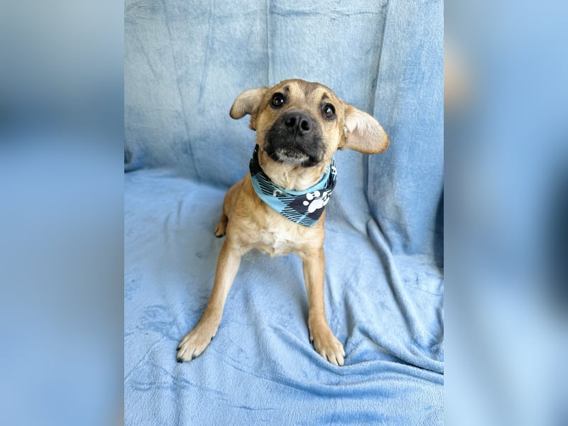 Jeremy - Lebensfroher Sonnenschein auf vier Pfoten sucht sein Zuhause