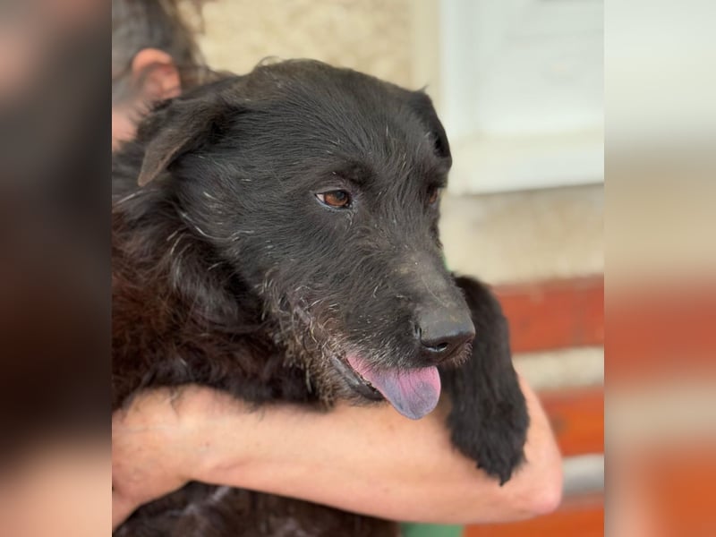 Arny -Leiser, sanfter Rüde auf der Suche nach einem sicheren Platz im Leben