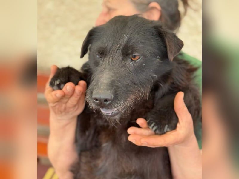 ARNY - Ein leiser, sanfter Rüde auf der Suche nach einem sicheren Platz im Leben.