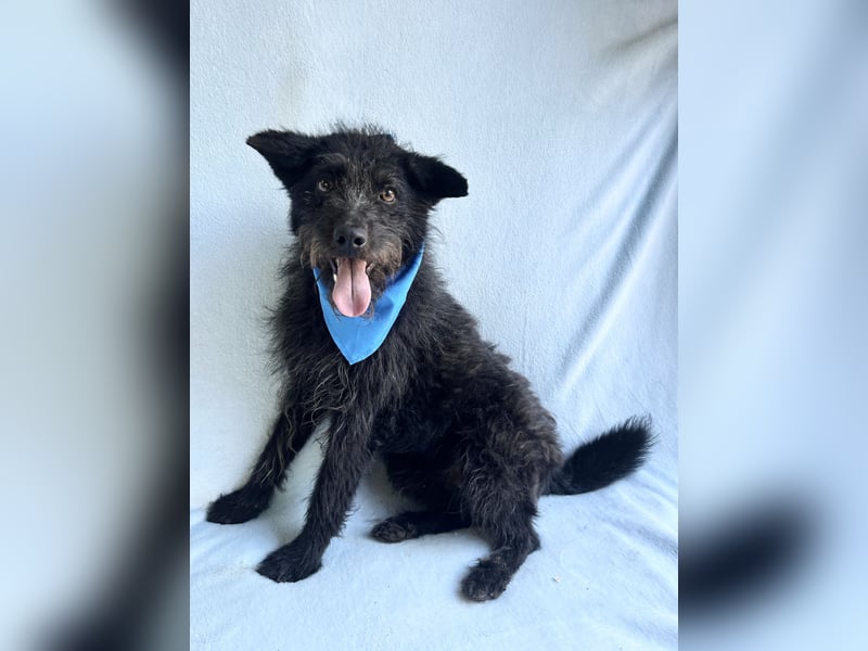 Birs - Fröhlicher Kuschelhund, der seine zweite Chance so sehr verdient hat!