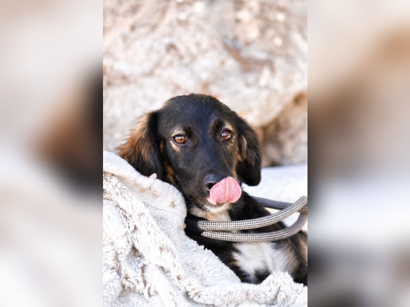 Hazel - Sanftes Welpenmädchen sucht ihr Für-immer-Zuhause