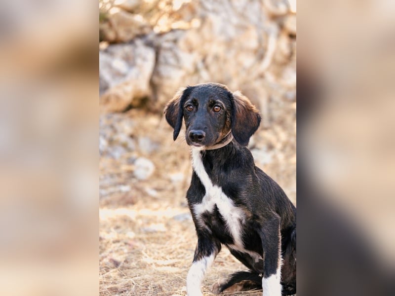 Hazel - Sanftes Welpenmädchen sucht ihr Für-immer-Zuhause