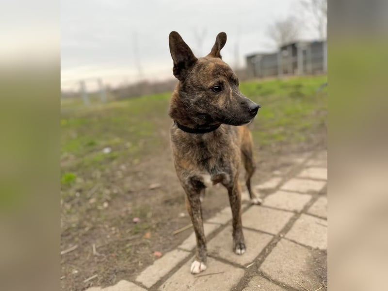 Ryzen - Zurückhaltender Herzenshund bereit für sein neues Leben