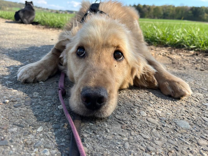 Chopper - selbstbewusster Goldie-Mix sucht seine Familie *in 86685 Huisheim*