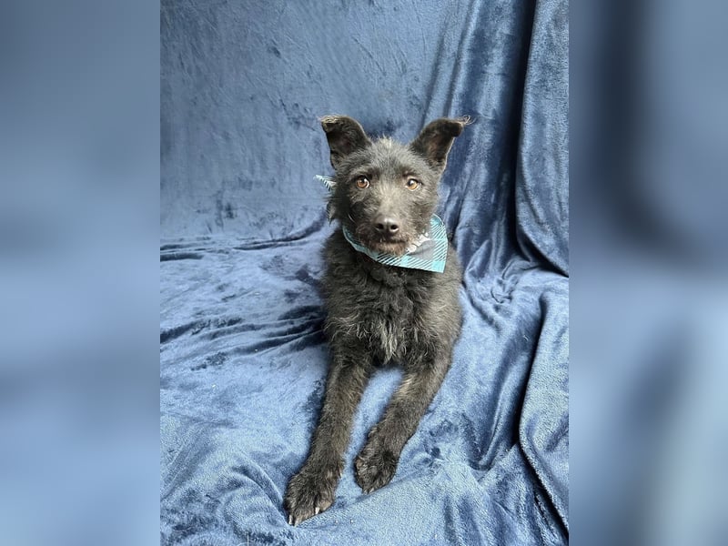 Strolch (Unicum) -Liebevolle Hündin möchte endlich ankommen