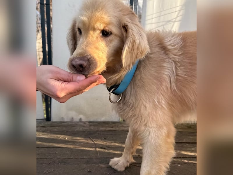 Alfi - Goldiger Rüde sucht sein Für-immer-Zuhause