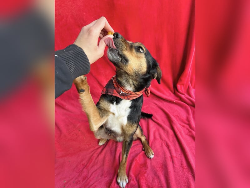 Gareth - Treuer Herzenshund sucht sein Für-immer-Zuhause *bald in 71711 Murr*