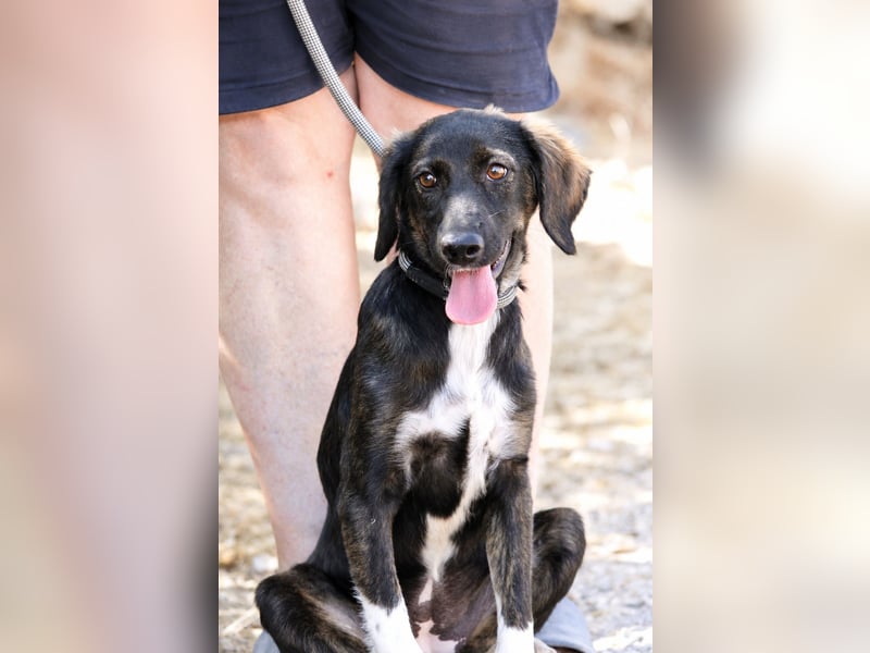 Hazel - Sanftes Welpenmädchen sucht ihr Für-immer-Zuhause